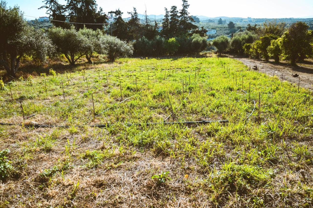 Nikola's Vineyard דירה *