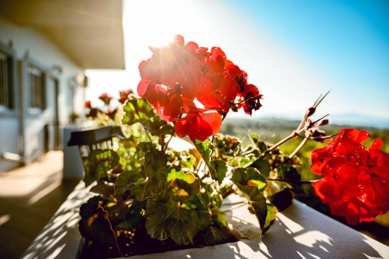 Apartment Nikola's Vineyard Agia (Chania, Crete)